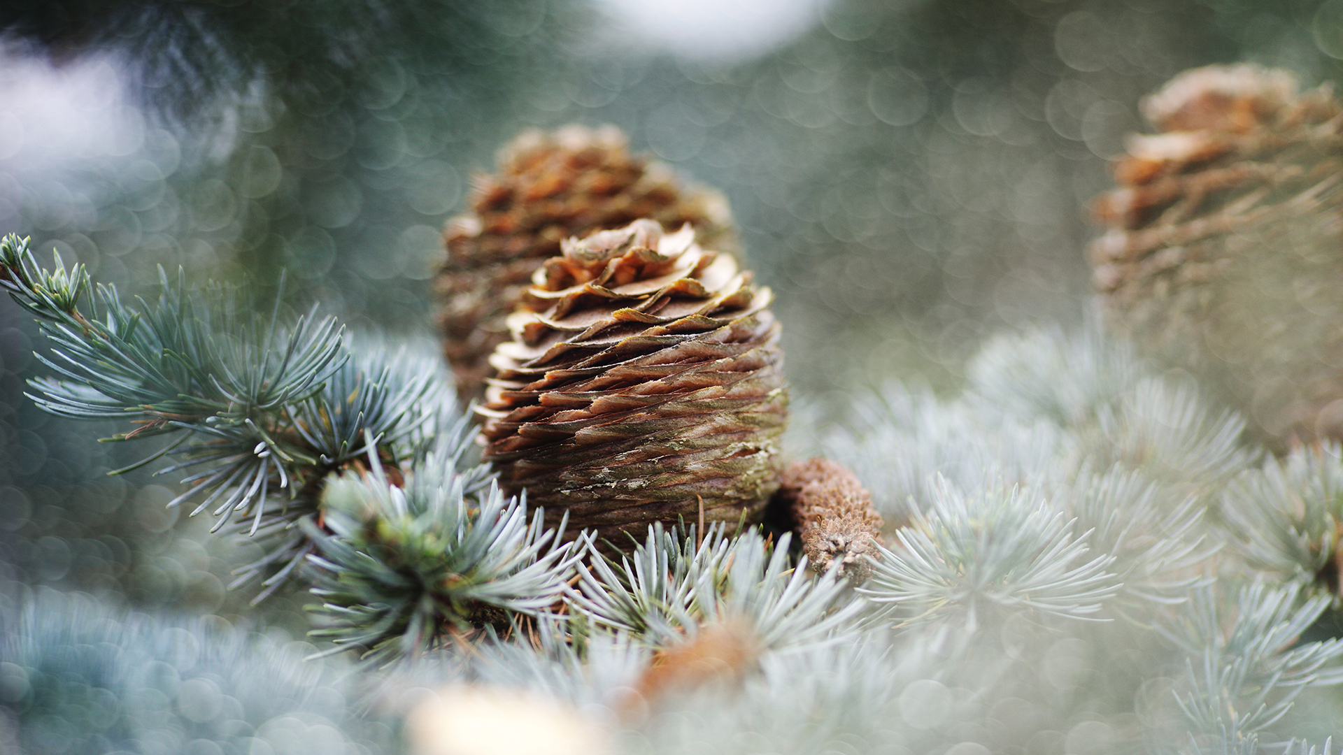 Microsoft Windows 10 Stock Windows 11 Default Christmas Snow Covered Pine And Pinecones