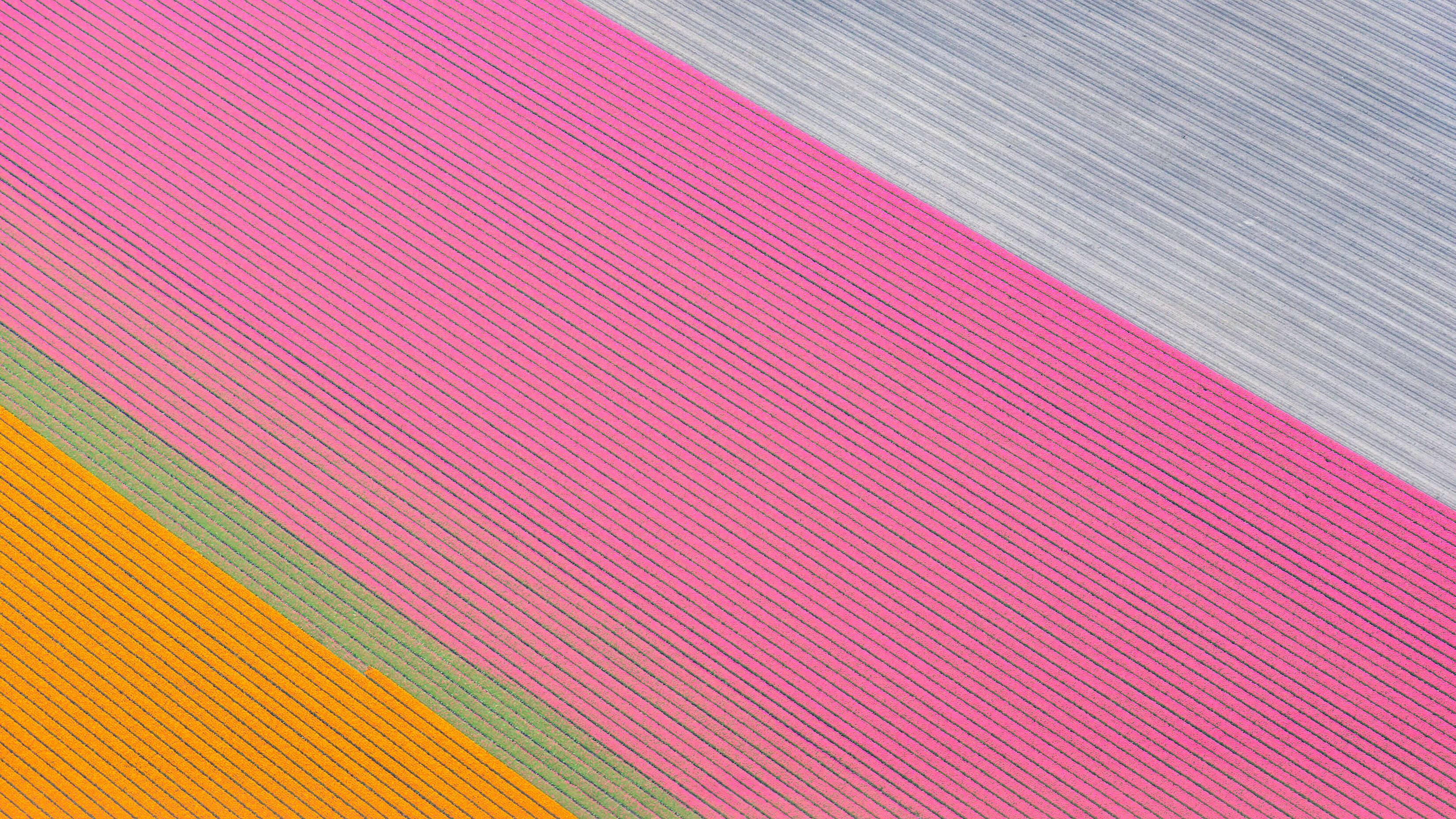 Microsoft Windows 11 Stock Aerial Farmland Shot Pink Flowers