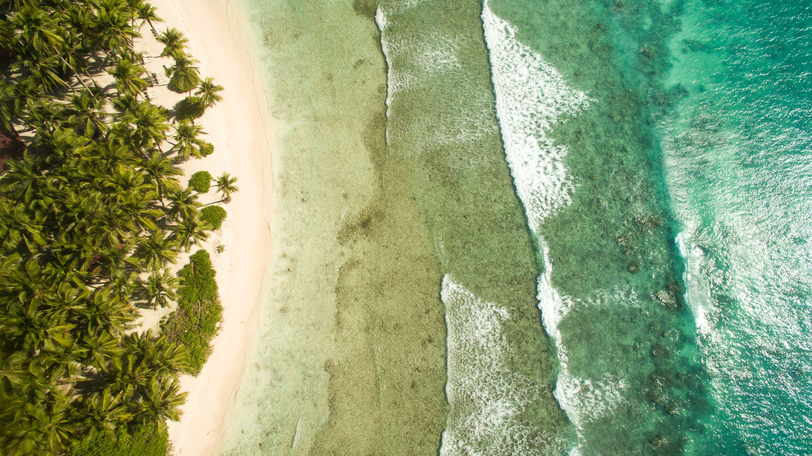 Microsoft Windows 11 Stock Default Aerial Beach Forest Meets Ocean