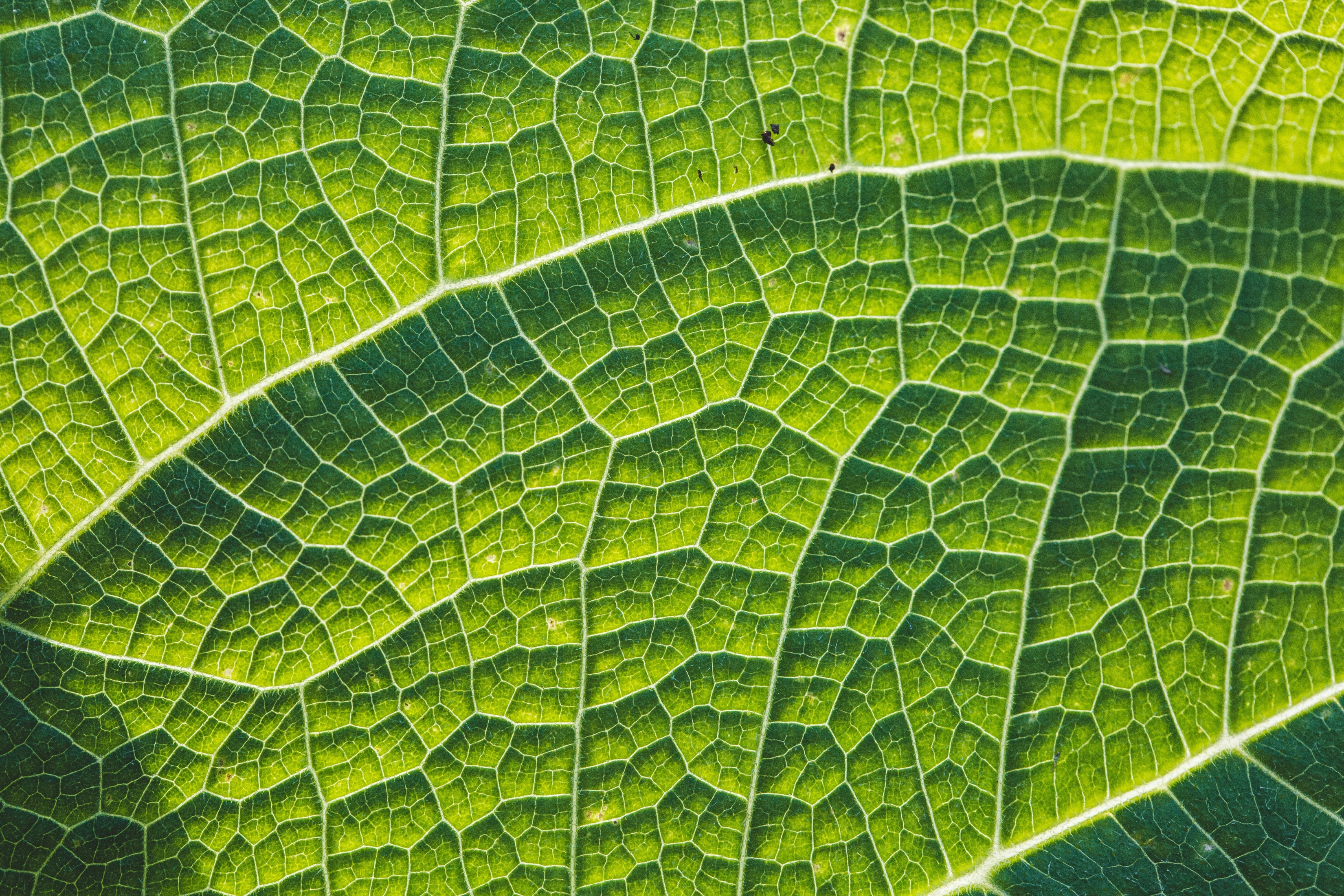 Nature Close Up Leaf