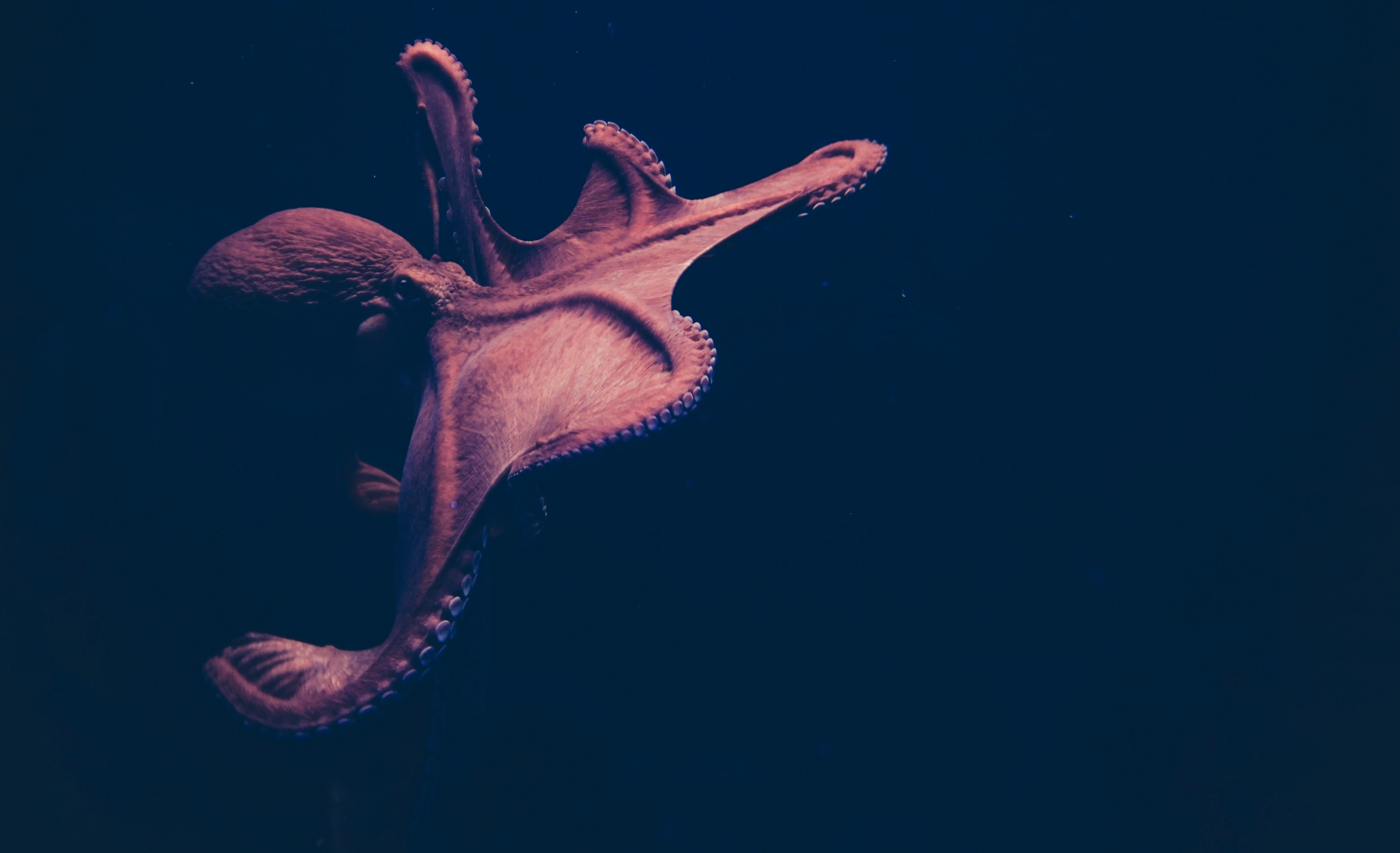 Octopus Undersea Deepsea Photography  wallpaper for Apple iPhone, Apple Watch, Mac, iPad and Apple Watch