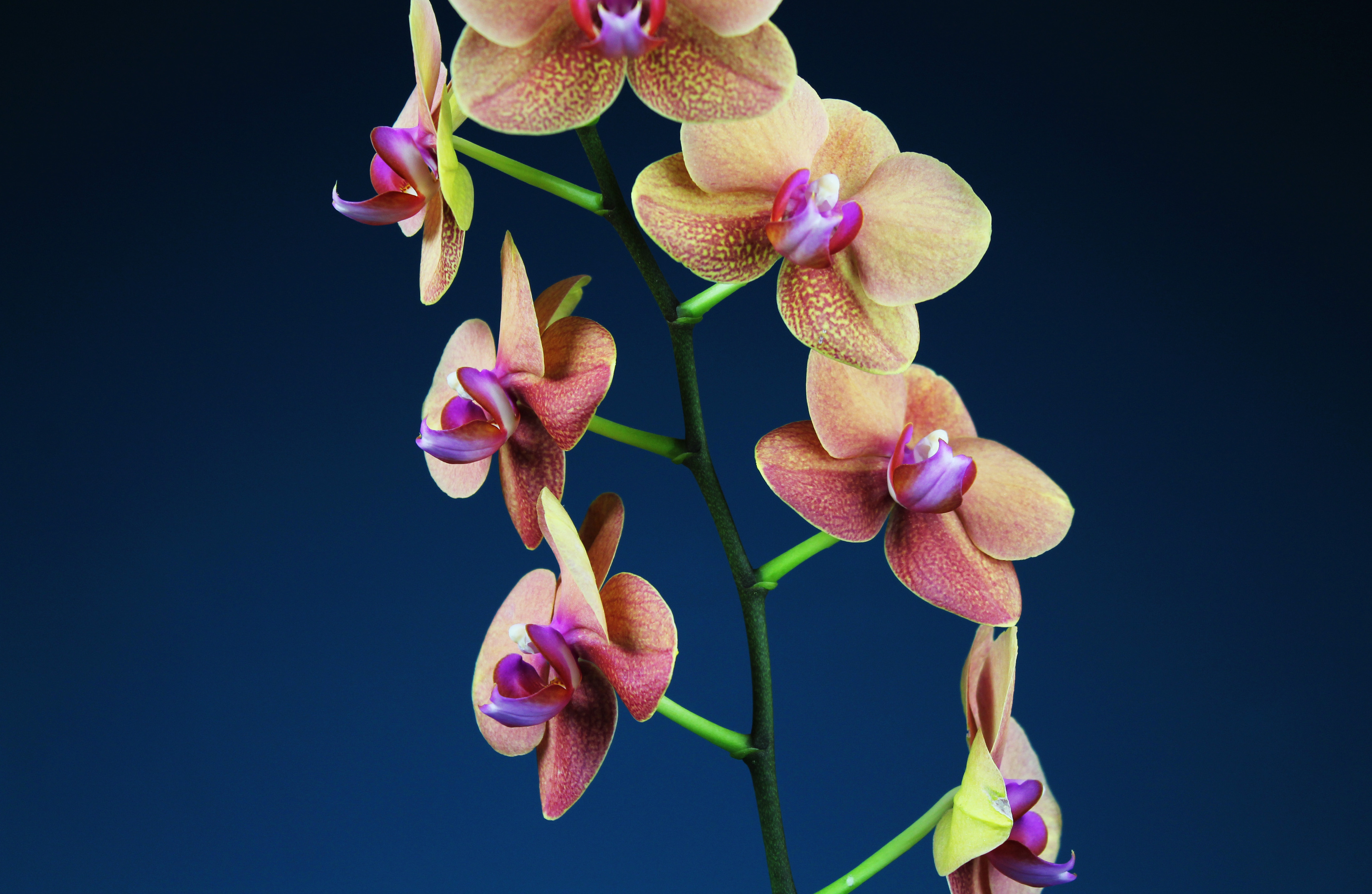 Orchid Flowers Blue Best 2025 Screensavers And Desktop Wallpapers For Macintosh macOS And PC Computers HD 4K wallpaper for Apple iPhone, Apple Watch, Mac, iPad and Apple Watch