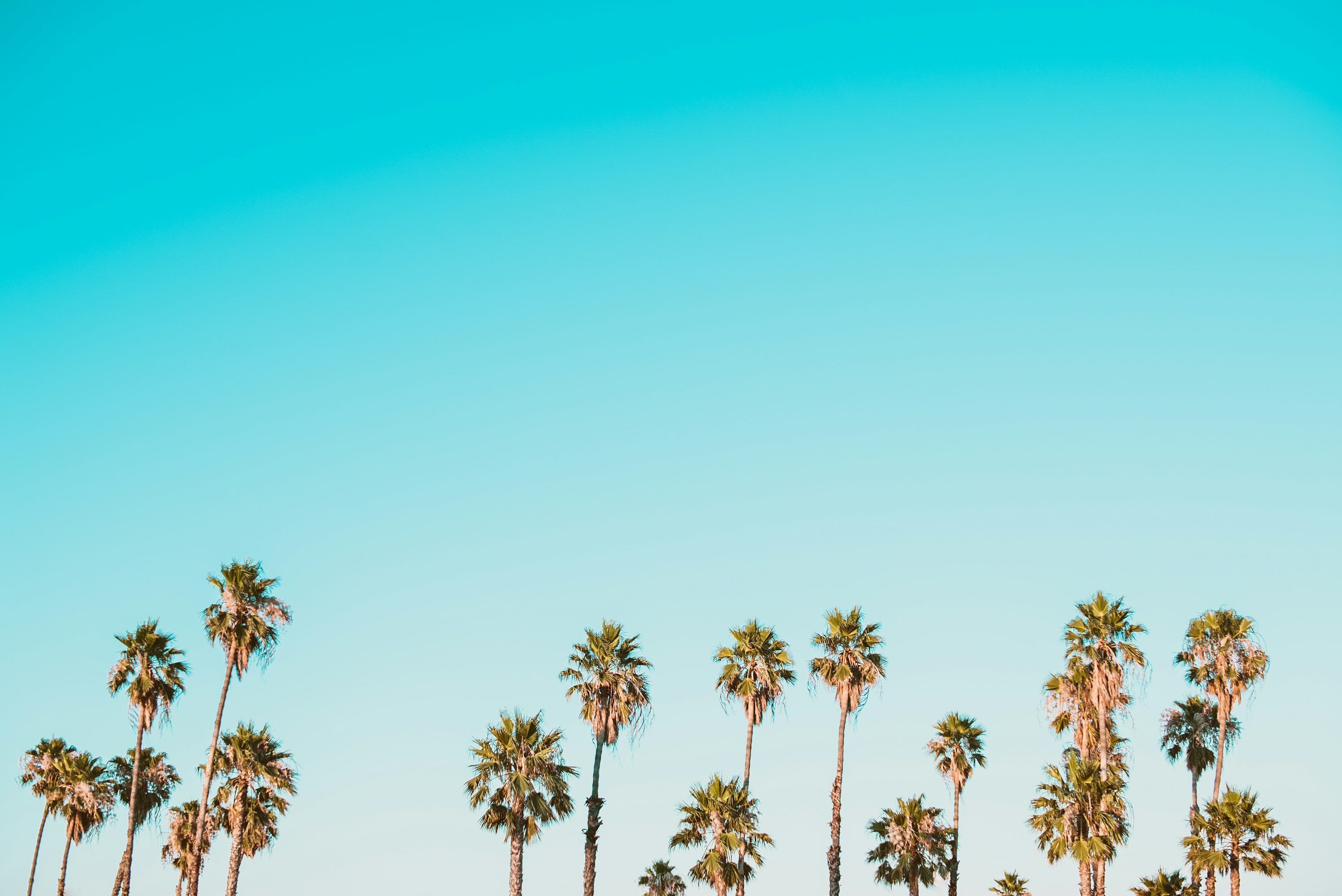 Palm Trees Blue Sky Scenes Cute Wallpapers For Girls Feminine Girly Femme