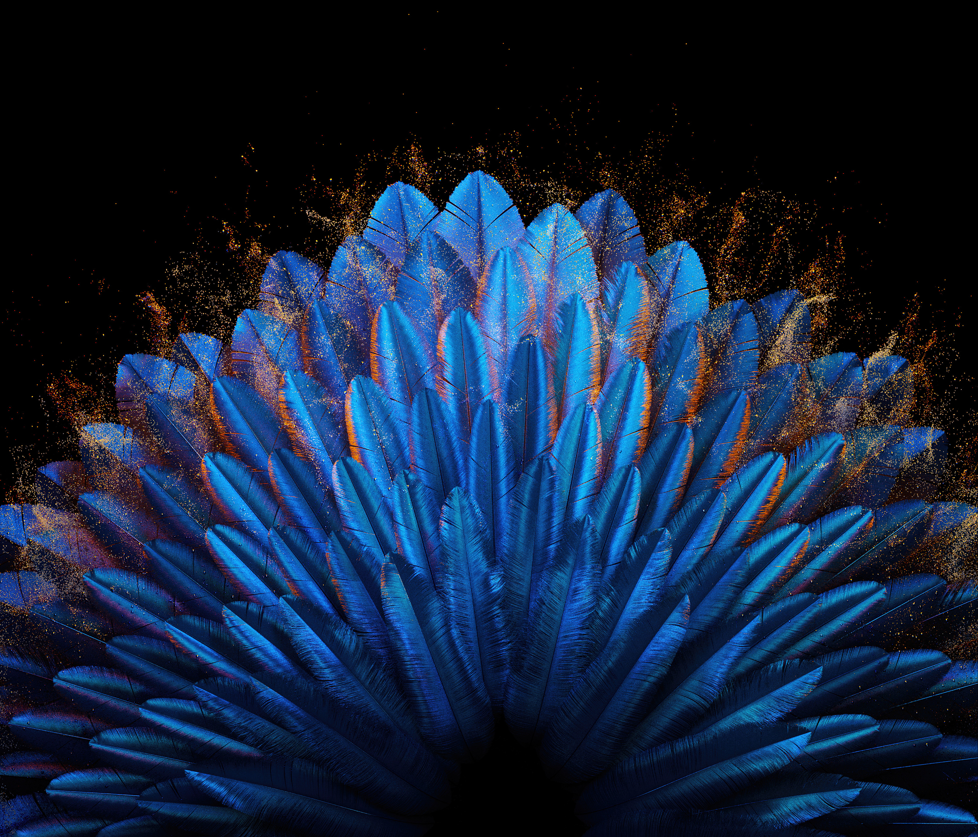 Peacock Feathers Blue Dark Best Desktop Wallpapers Of 2025 Collection For Mac And PC 4K 6K