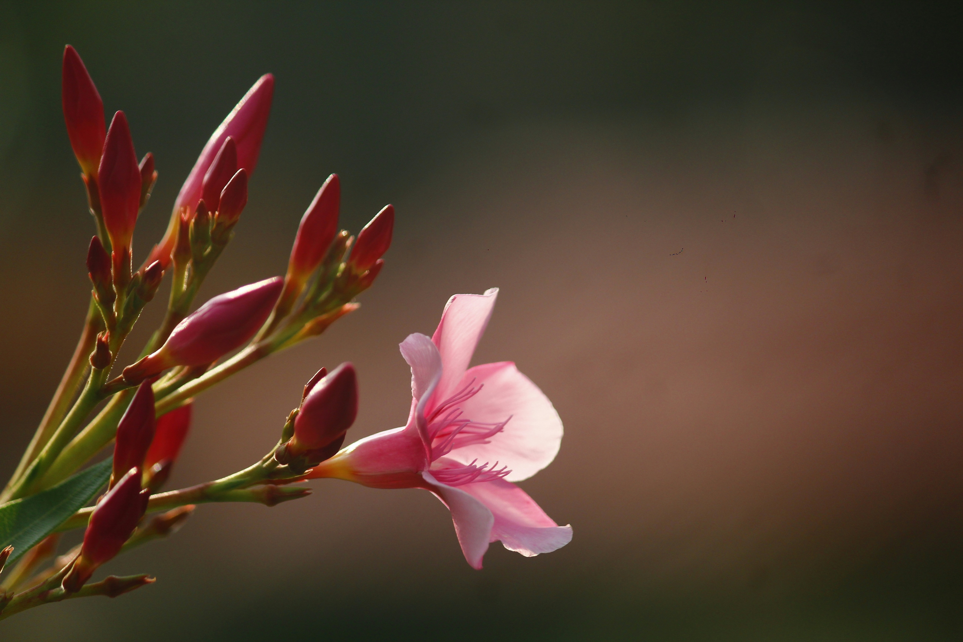 Pink Flowers Bokeh wallpaper for Apple iPhone, Apple Watch, Mac, iPad and Apple Watch