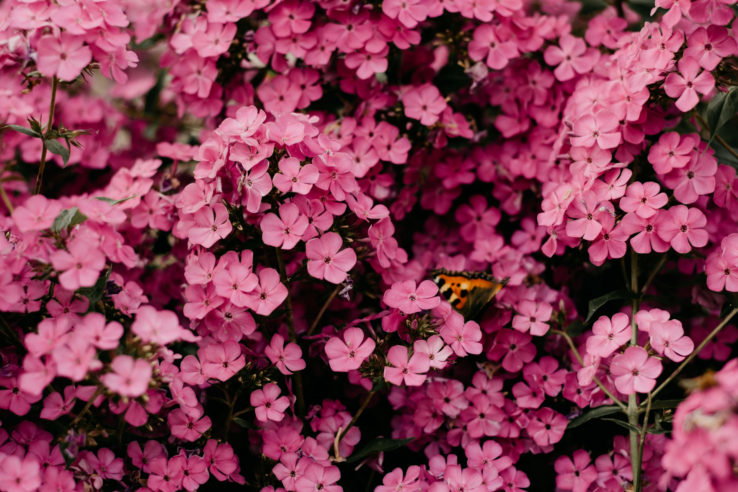 Pink Flowers Up Close High Resolution