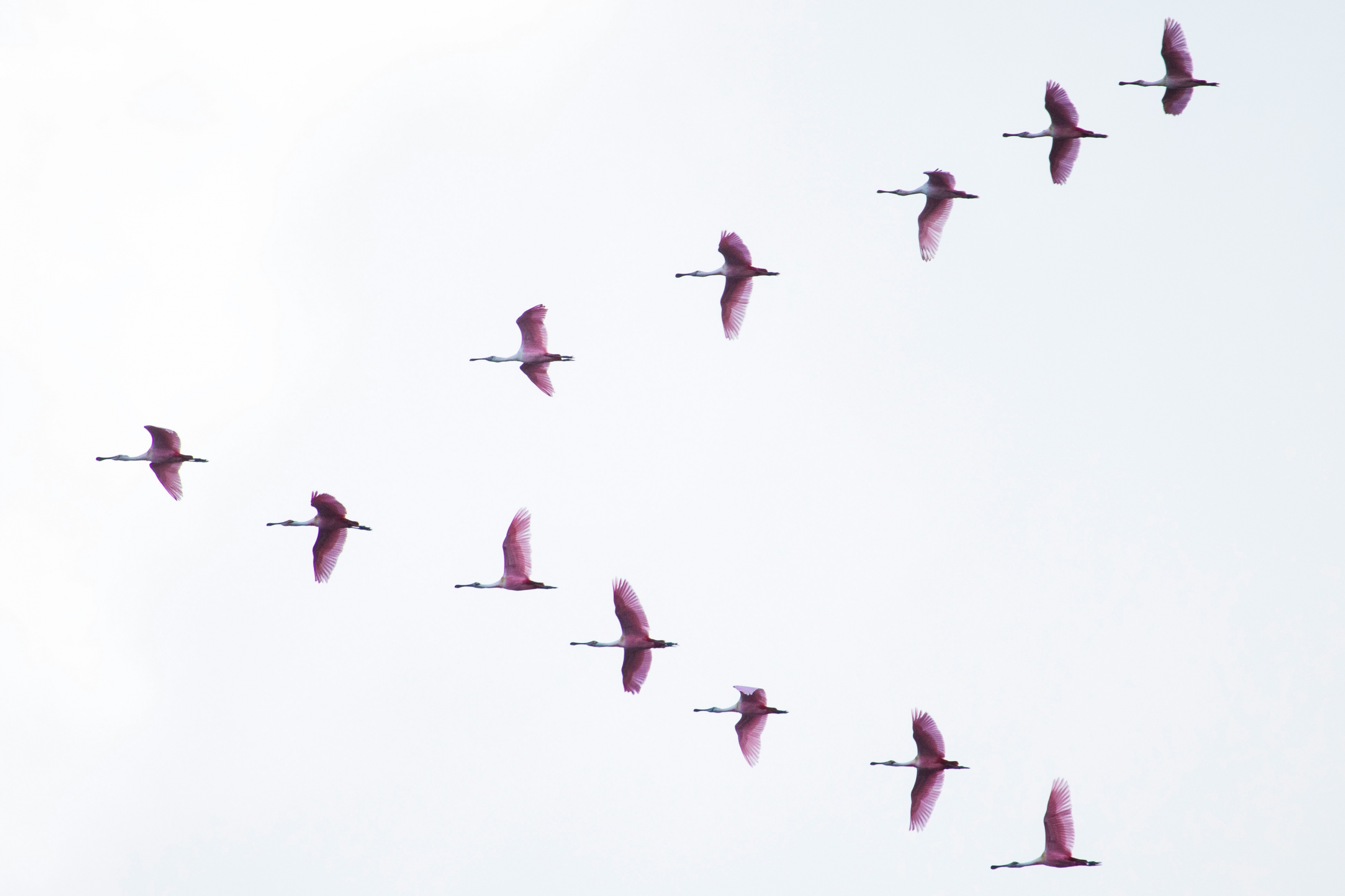 Pink Geese Flying In A Row