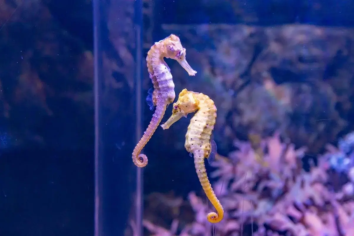 Seahorse Aquariums Seahorses Under Water