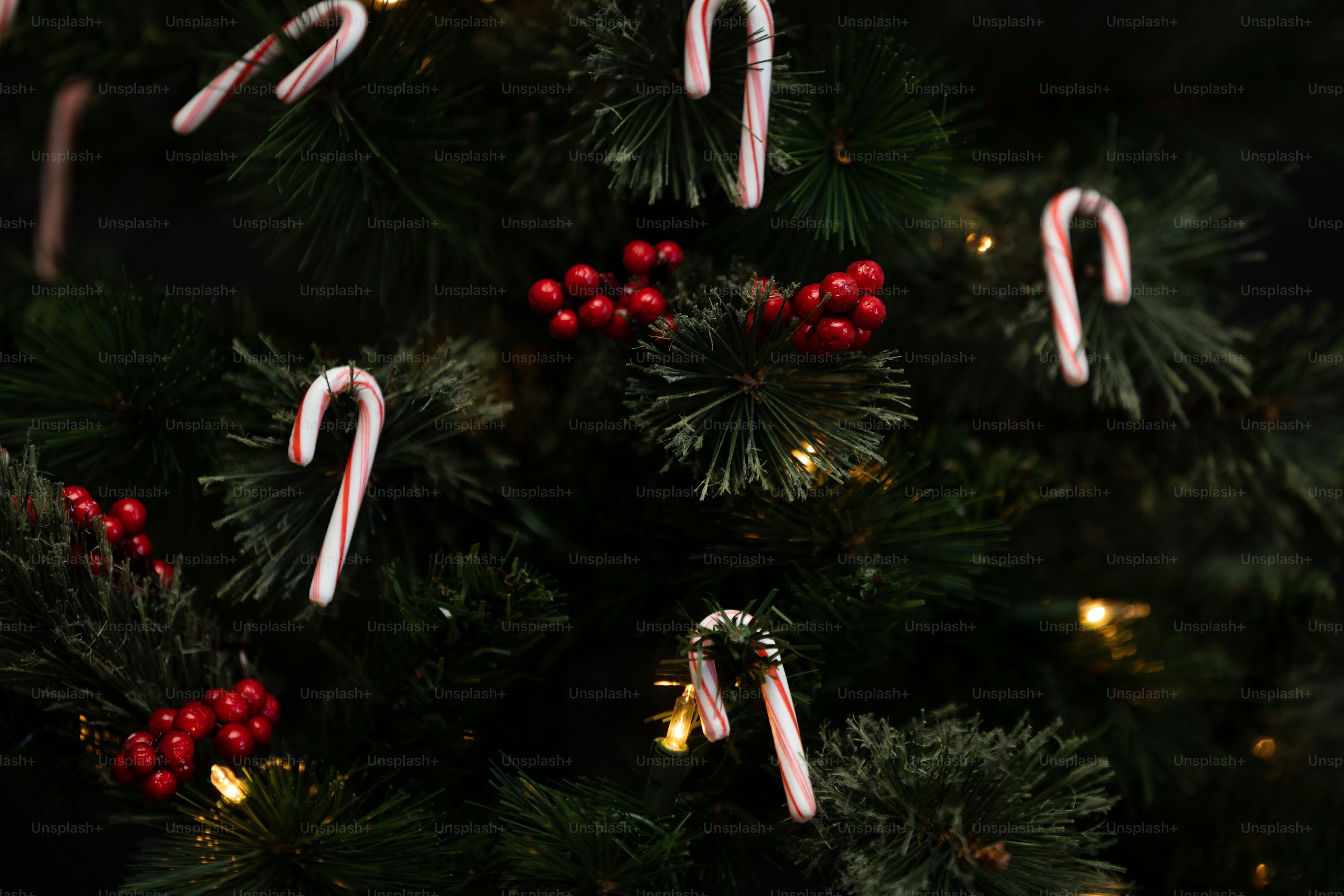 Seasonal Christmas Xmas Candy Canes Hanging On A Christmas Tree