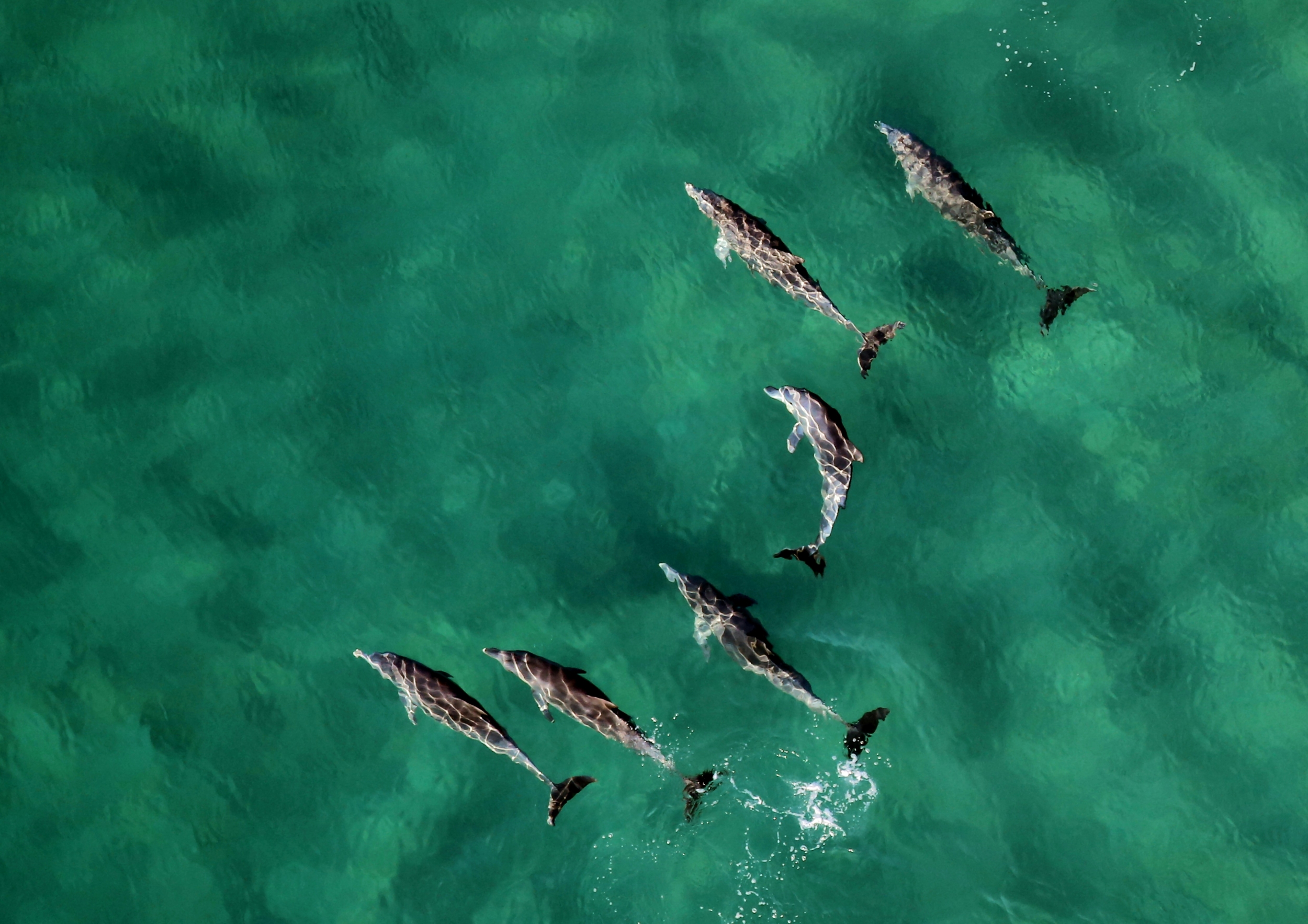 Six Dolphins Swimming Together Photographed From Above