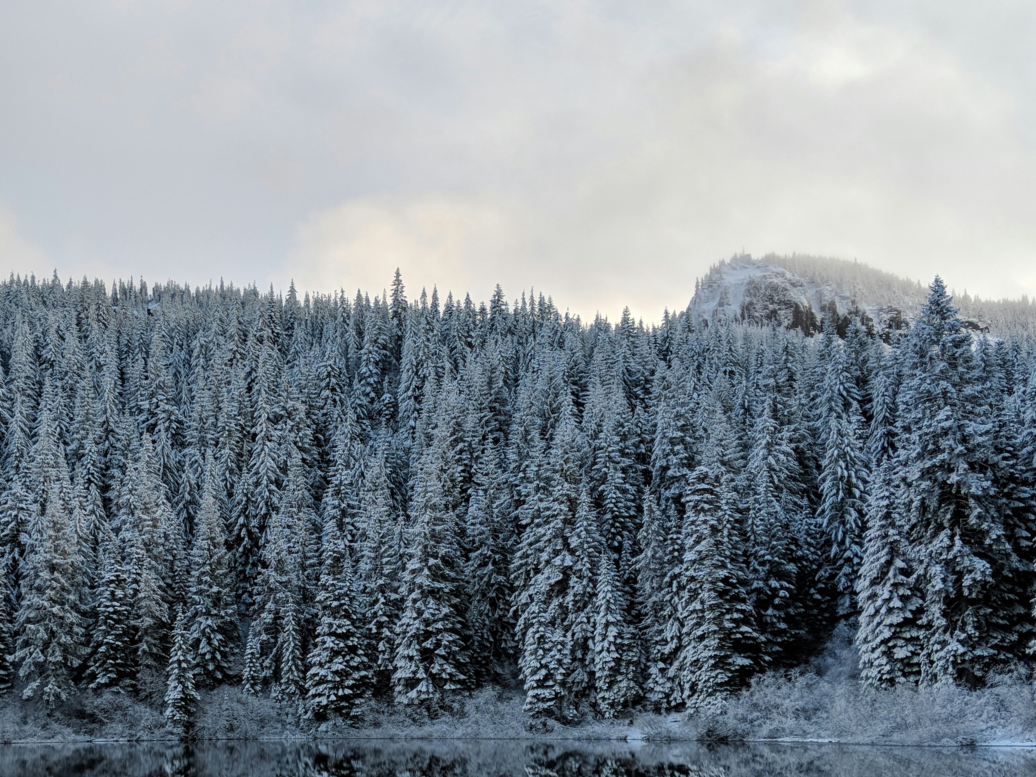 Snow Covered Trees MKBHD Panels App Free wallpaper for Apple iPhone, Apple Watch, Mac, iPad and Apple Watch