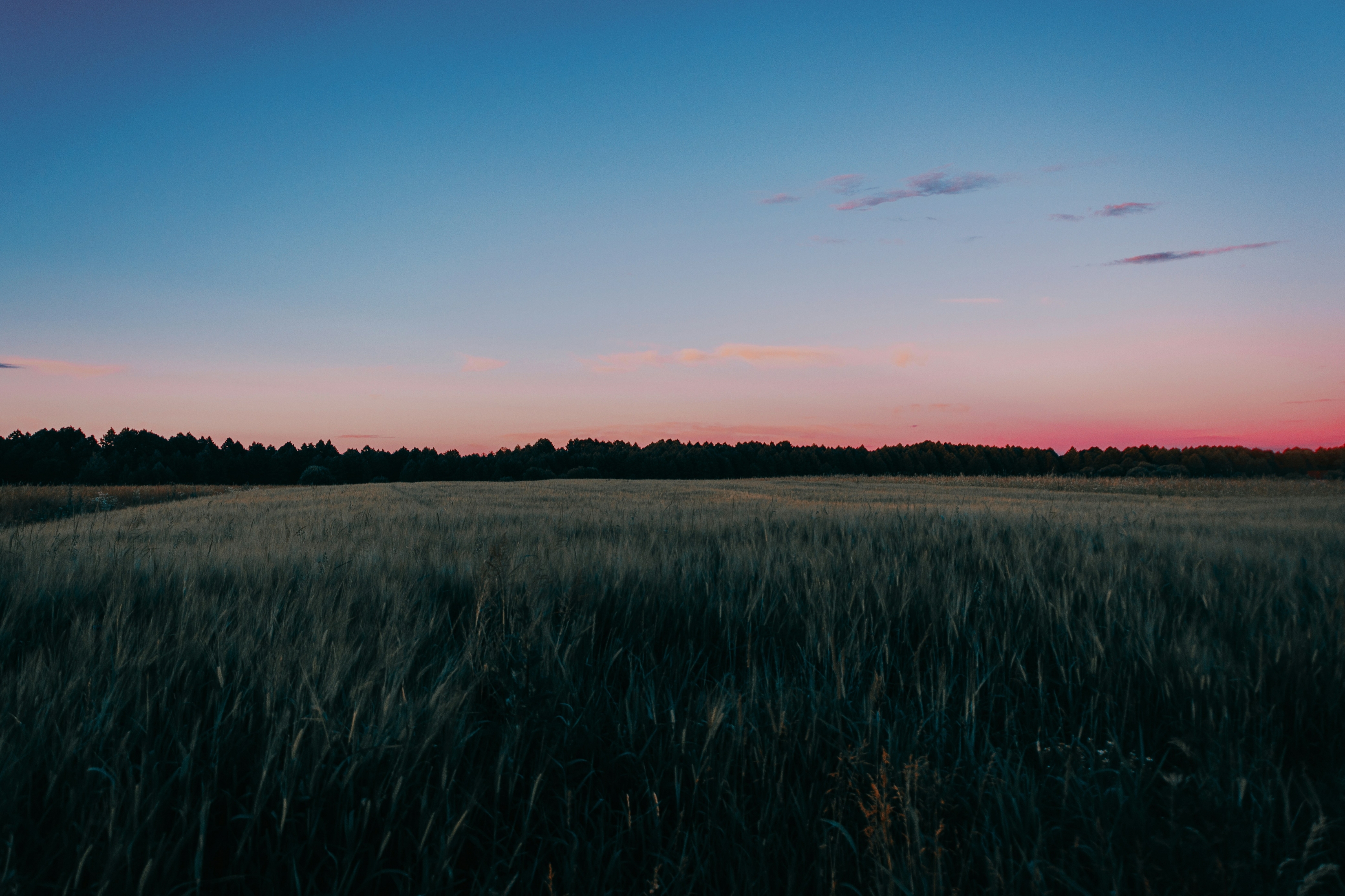 Sunset In A Field Of Grass wallpaper for Apple iPhone, Apple Watch, Mac, iPad and Apple Watch