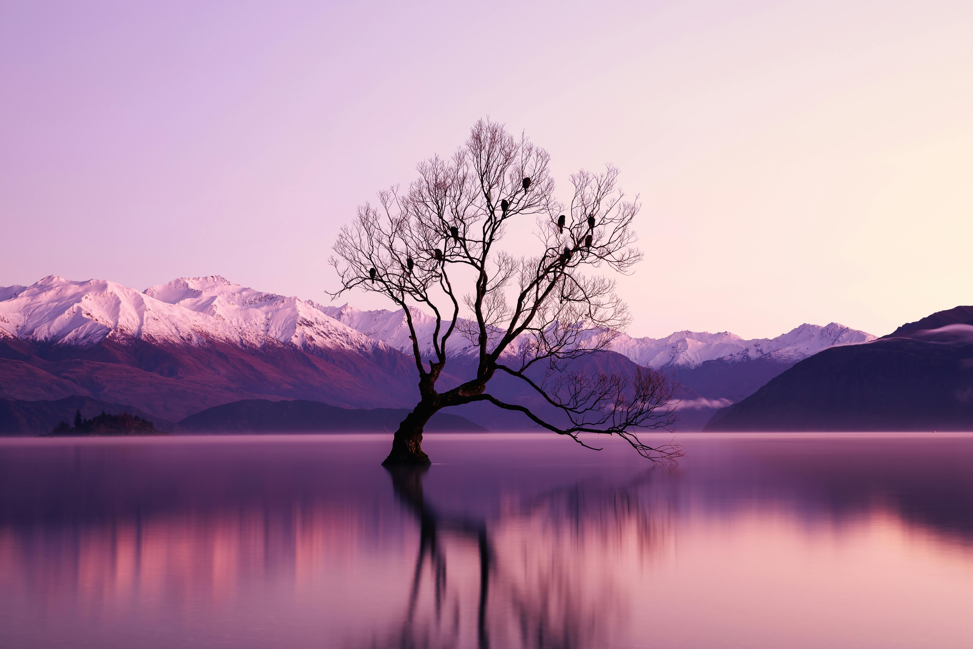 Tree Reflecting Off The Water At Sunset