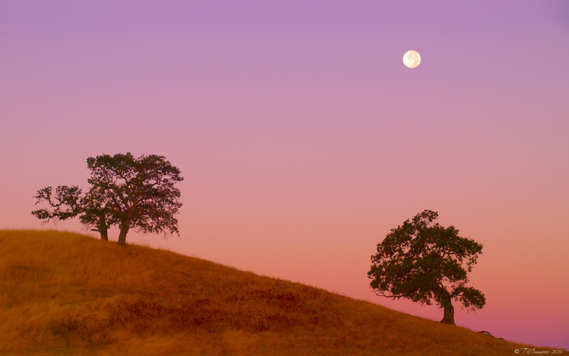 Trees Moon And Sunset In Folsom City California State United States USA wallpaper for Apple iPhone, Apple Watch, Mac, iPad and Apple Watch