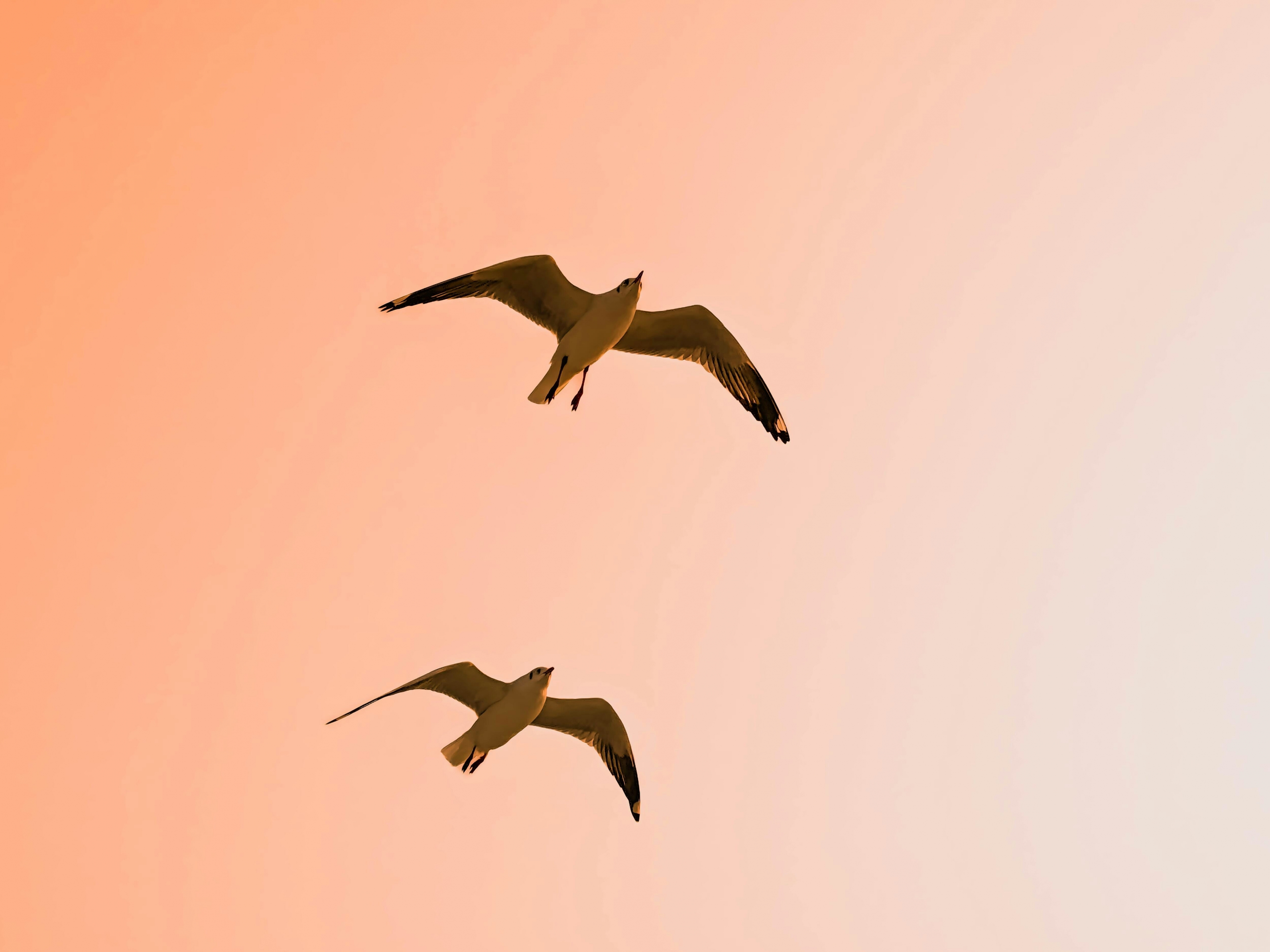 Two Birds Fly In An Orange Sky