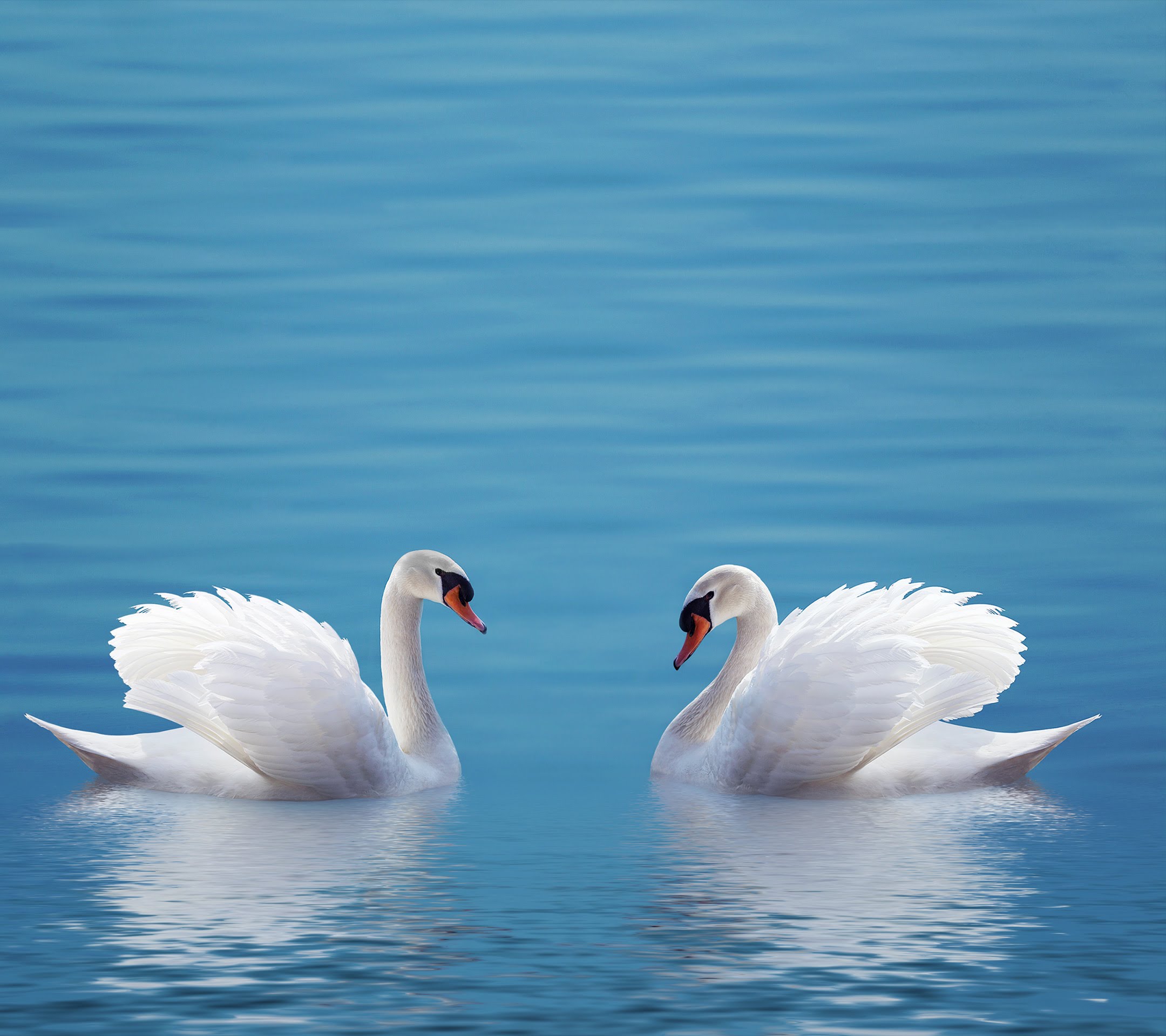 Two Swans In Love Couple