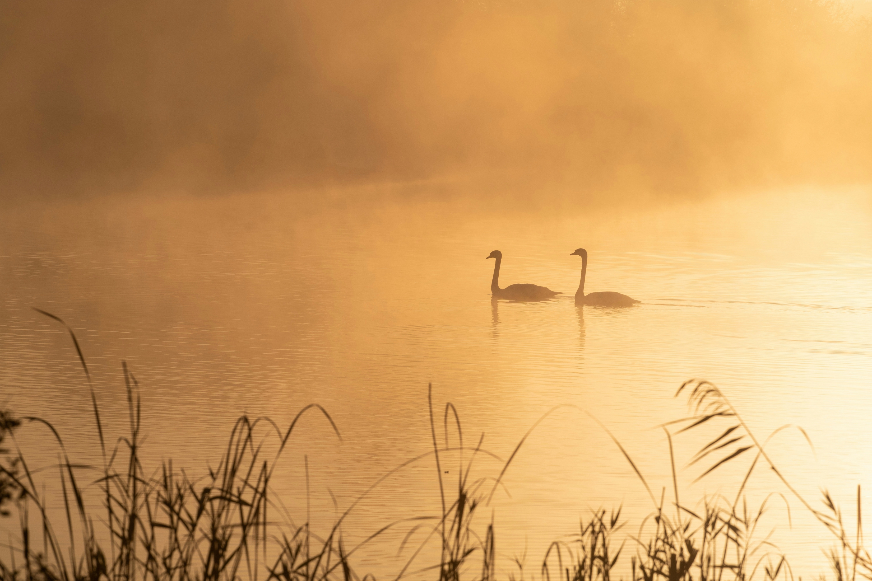 Two Swans On The Lake