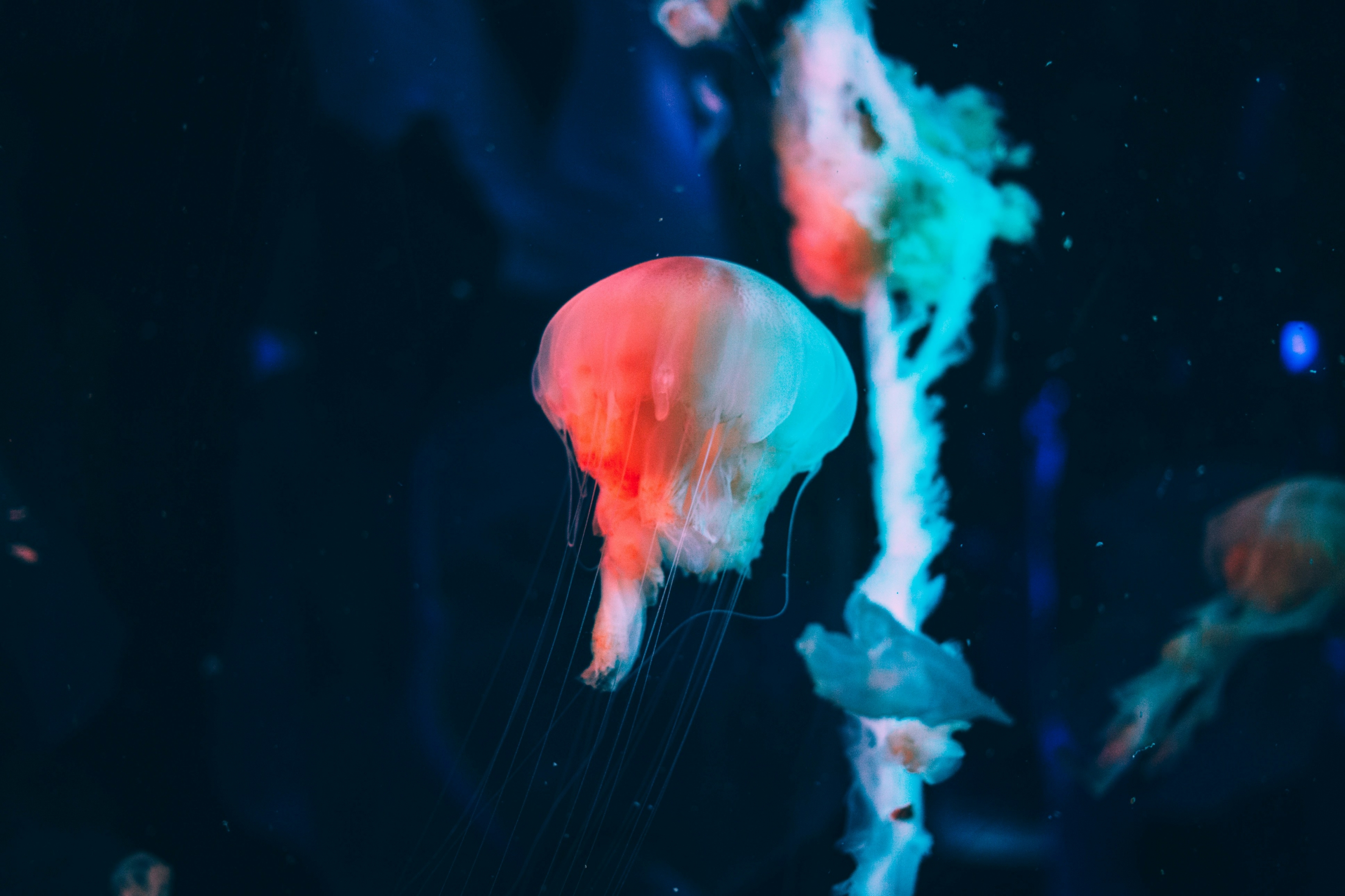 Underwater Photography Jellyfish wallpaper for Apple iPhone, Apple Watch, Mac, iPad and Apple Watch