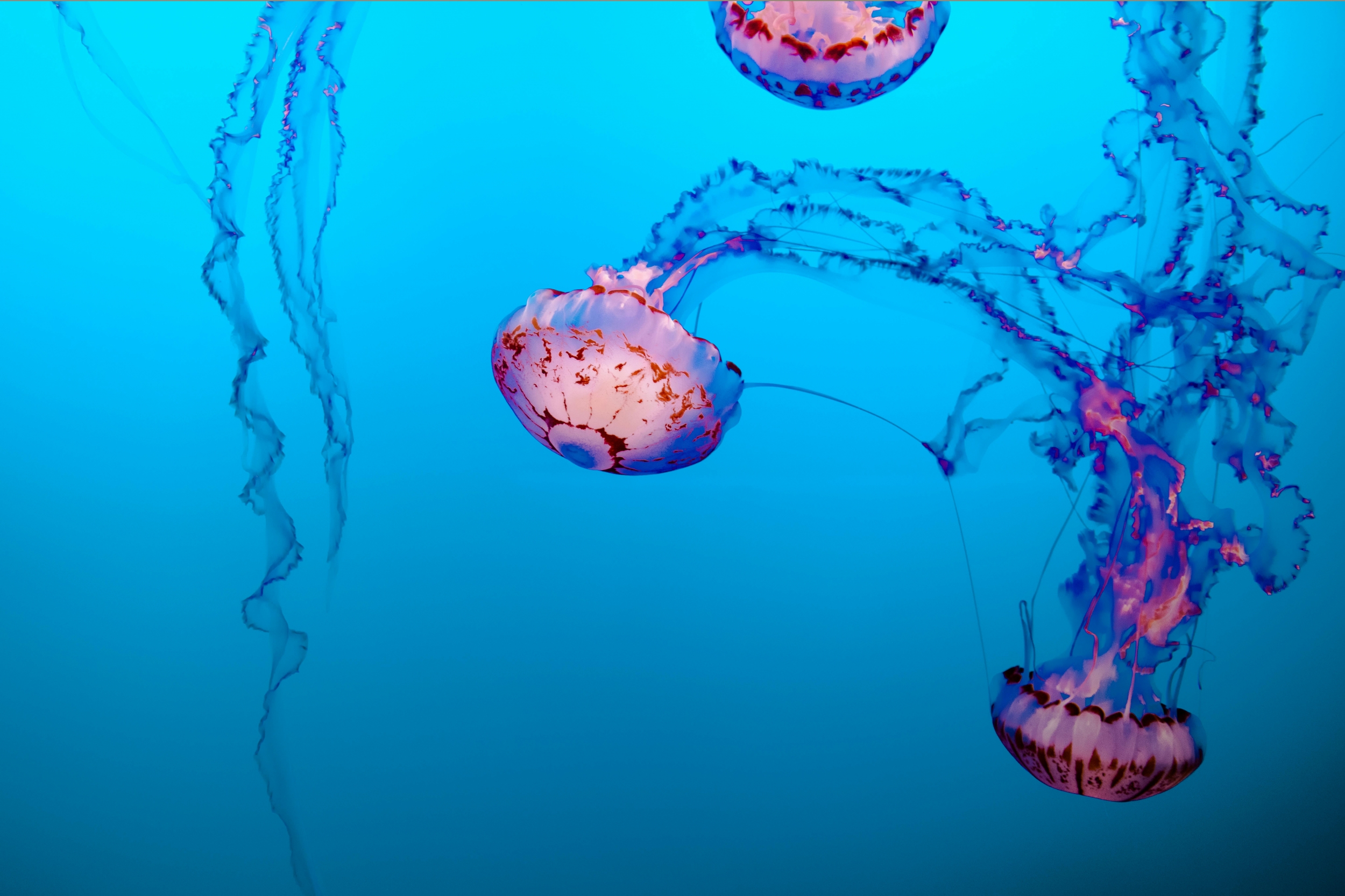 Underwater Photography Jellyfish Purple Pink