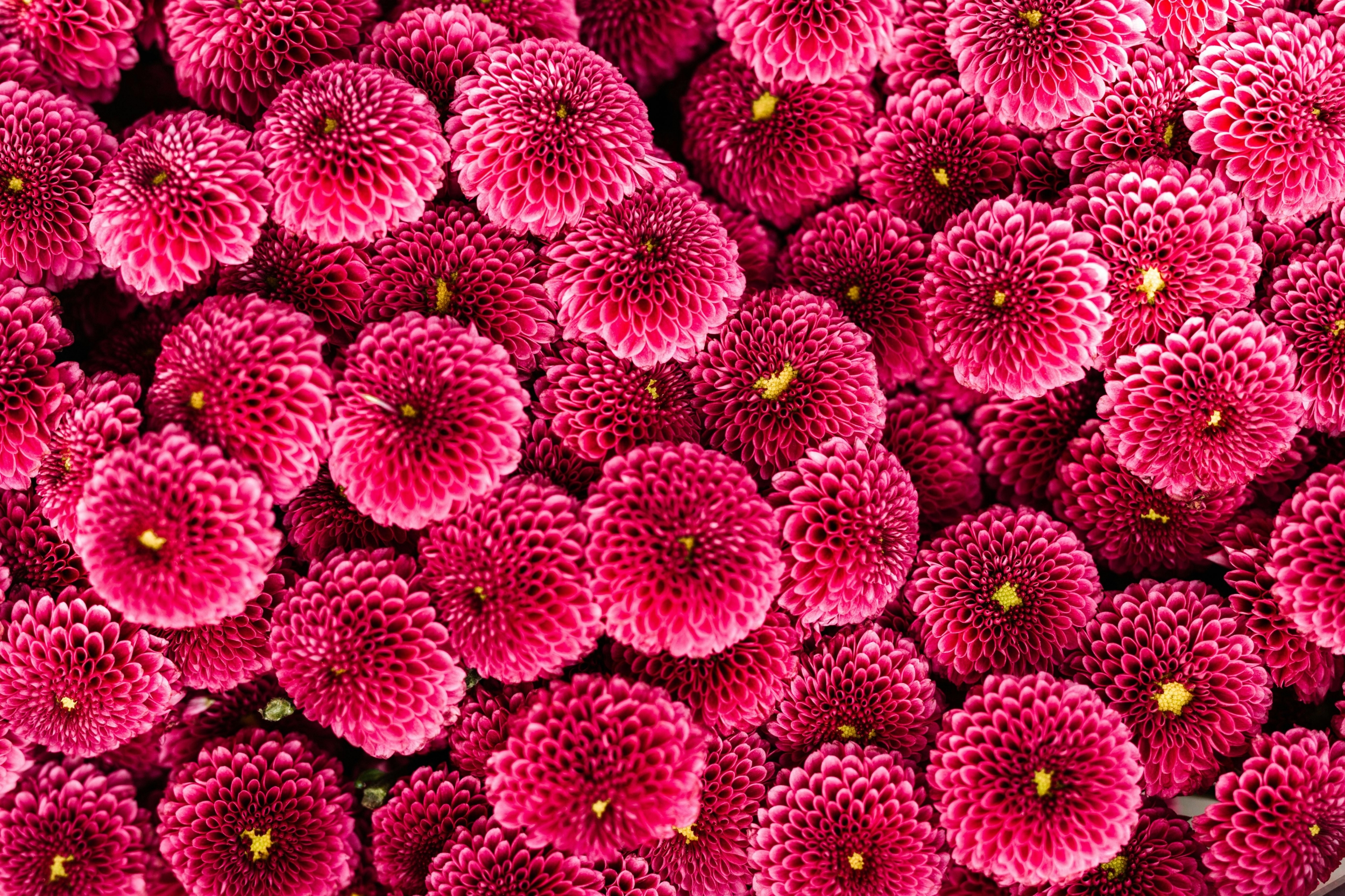 Vibrant Pink Flowers Repeating macOS