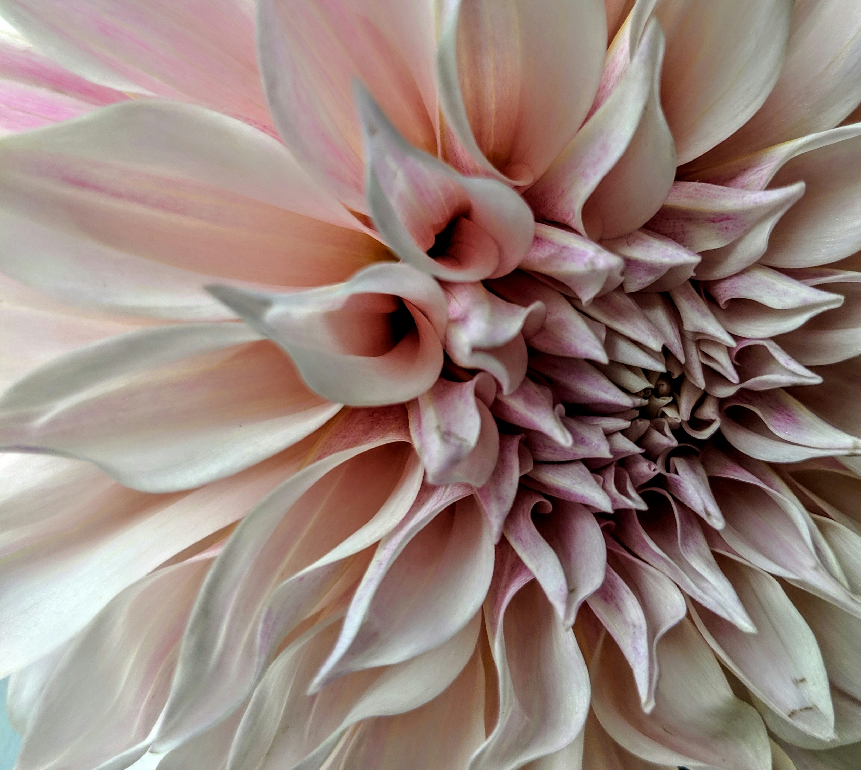 White Flower Closeup