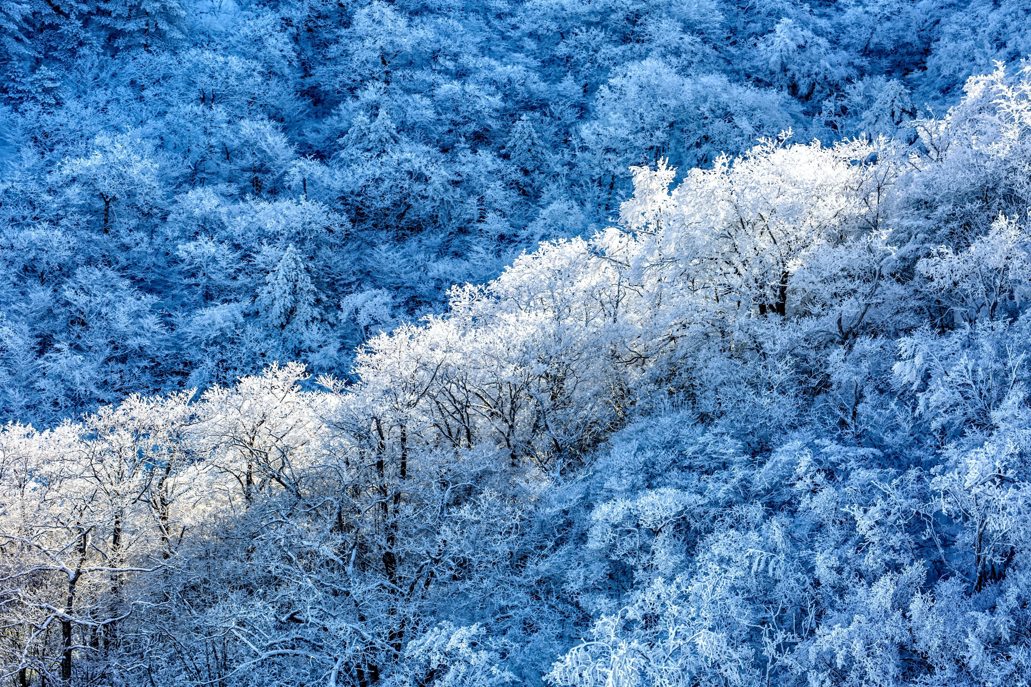 Winter Forest Snow Covered Trees Windows PC And Mac Desktop Screensavers 5K