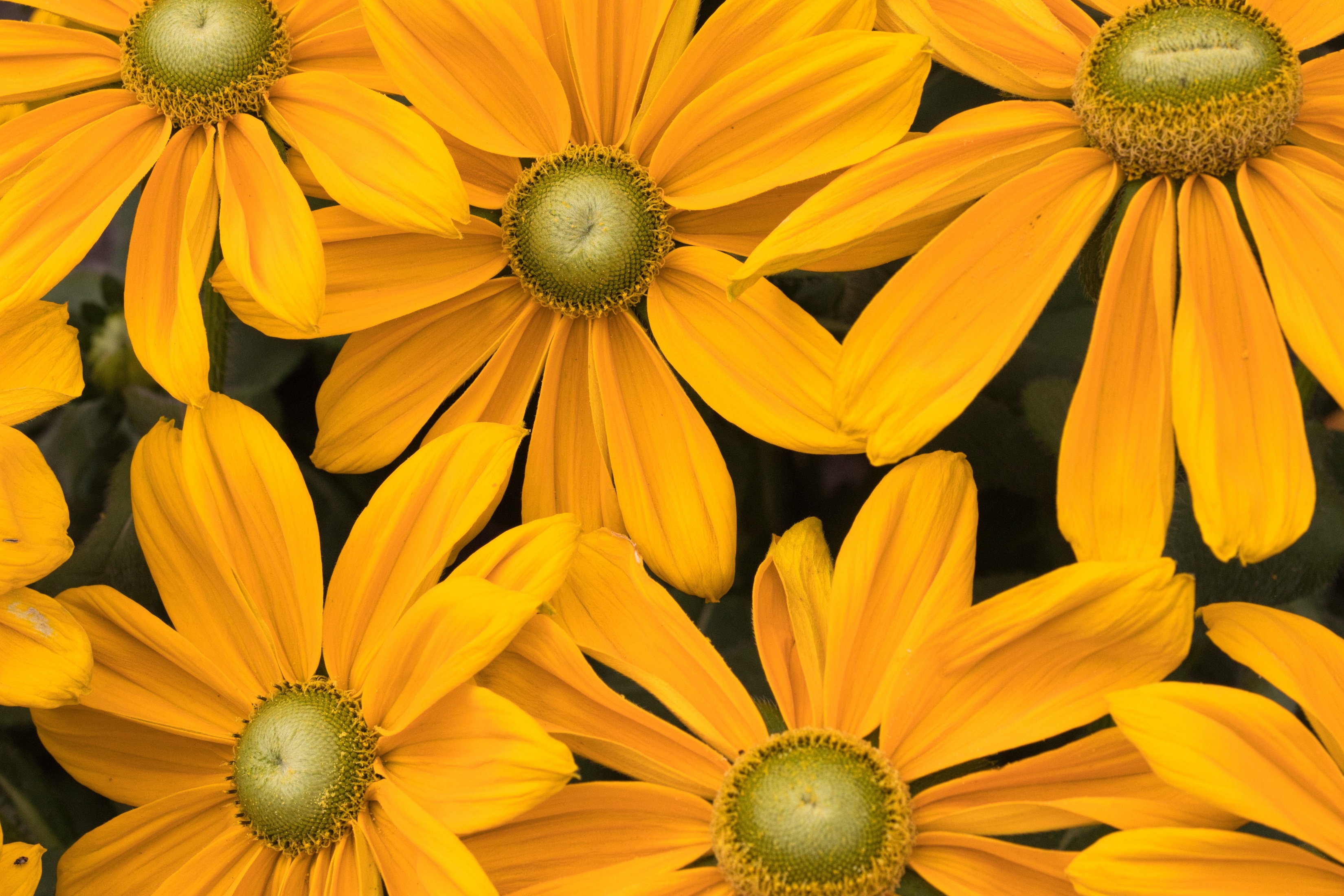 Yellow Flowers Pretty Windows PC And Mac Desktop Screensavers 5K