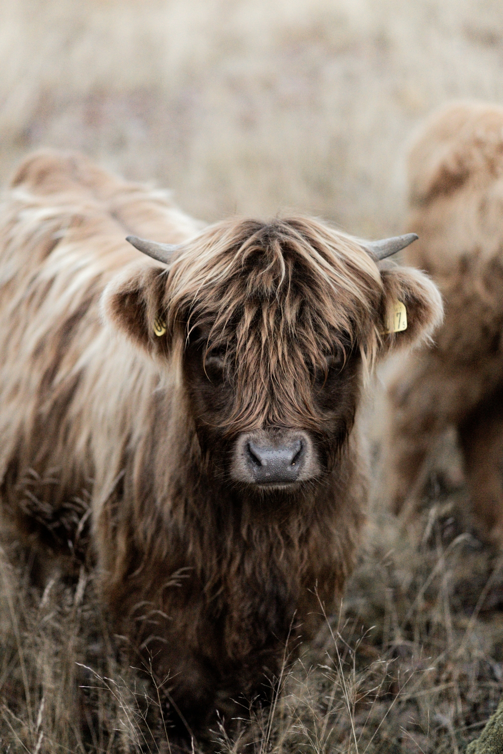 Cow Bull Horns wallpaper for Apple iPhone, Apple Watch, Mac, iPad and Apple Watch