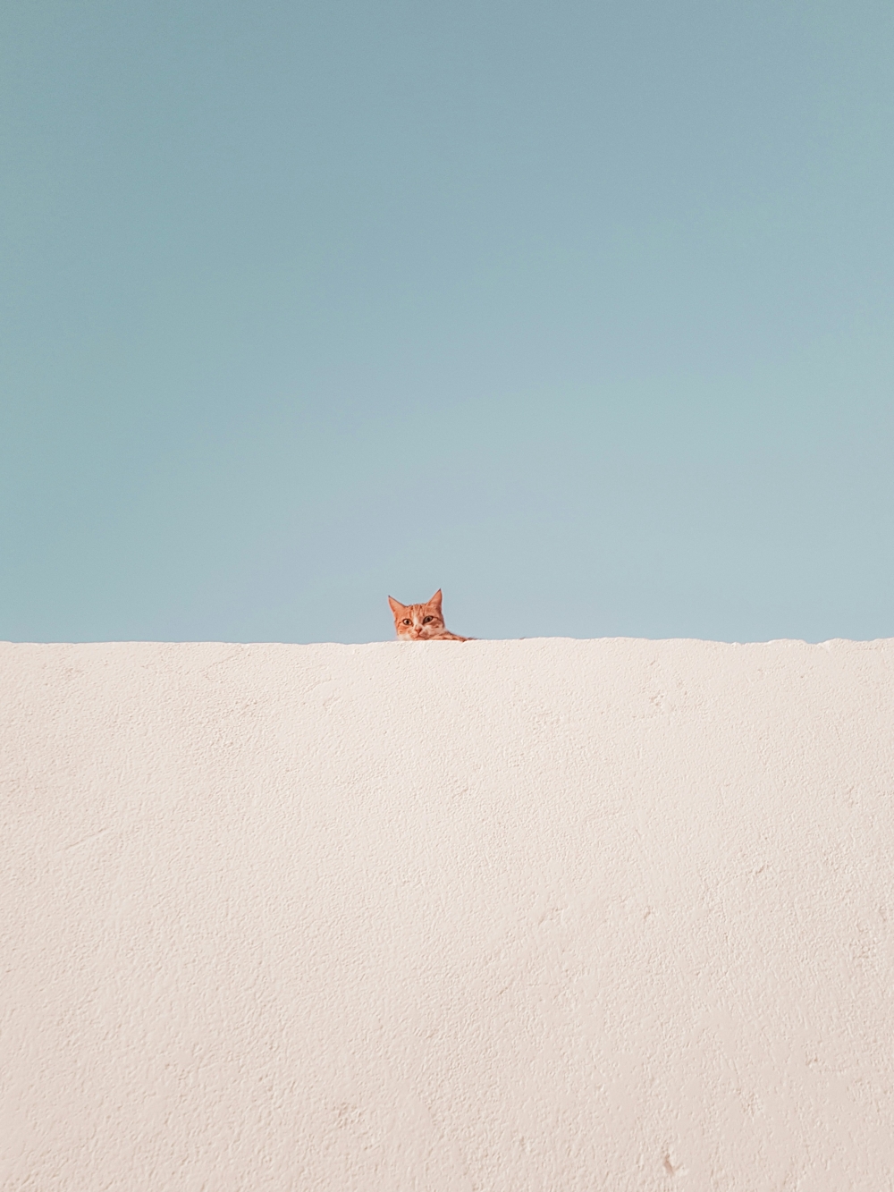 Cute Cat Peers Over A Wall wallpaper for Apple iPhone, Apple Watch, Mac, iPad and Apple Watch