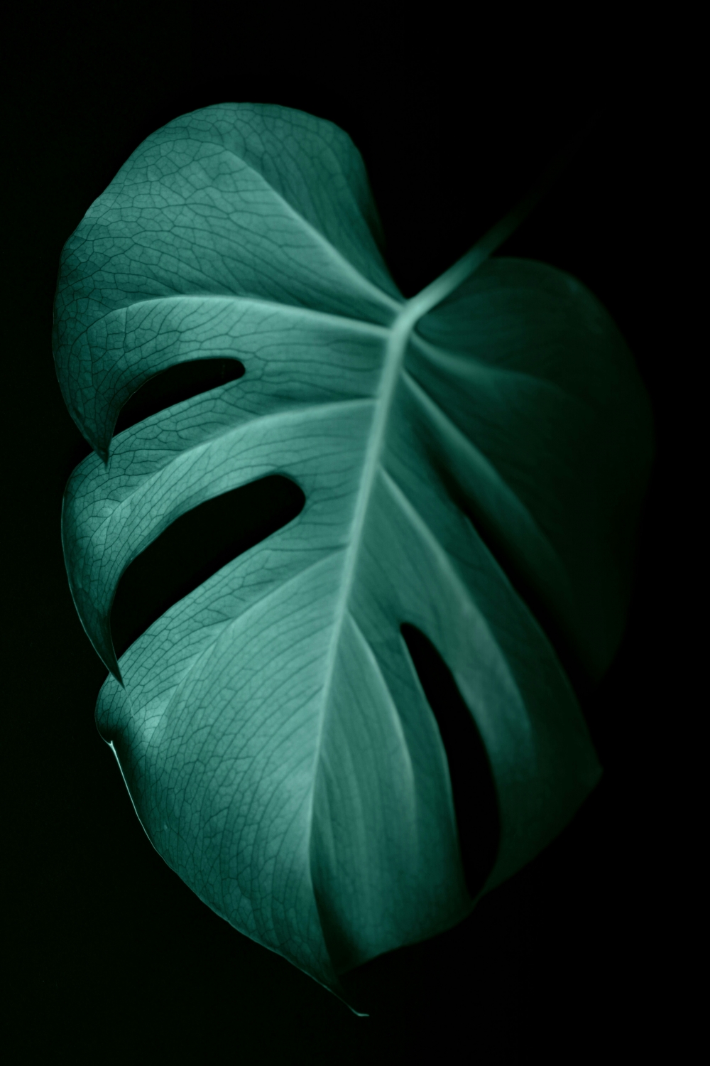 Monstera Leaf wallpaper for Apple iPhone, Apple Watch, Mac, iPad and Apple Watch