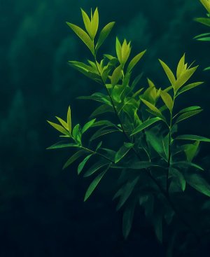 Elegant Green Tree Leaves Close-up Nature Apple Watch wallpaper